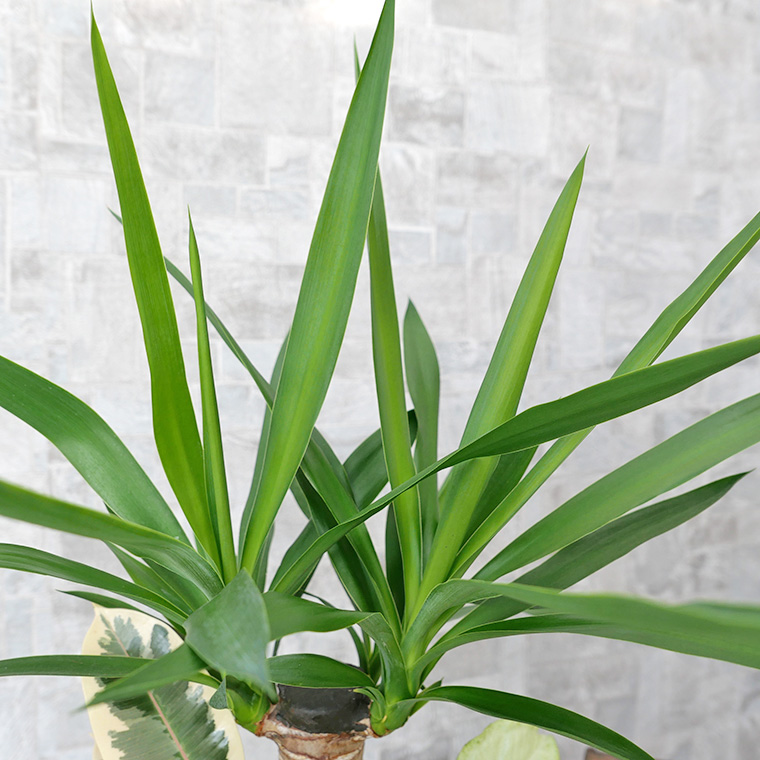 12月下旬より再販予定 ユッカ 青年の木 の寄せ植え 陶器鉢植え Sサイズ 観葉植物と植木鉢の専門店cocolate