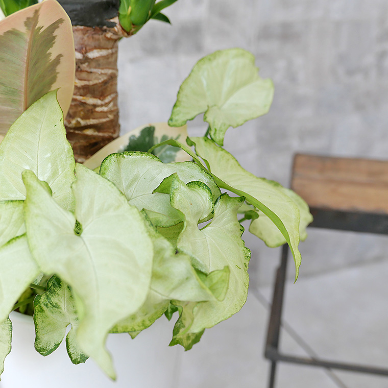ユッカ(青年の木)の寄せ植え 陶器鉢植え・Sサイズ