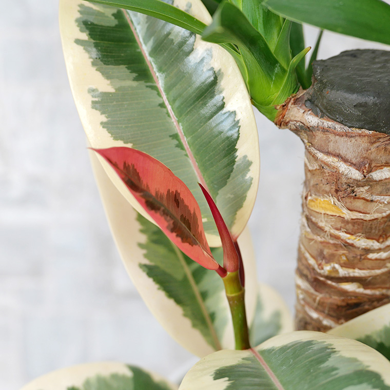 ユッカ(青年の木)の寄せ植え 陶器鉢植え・Sサイズ