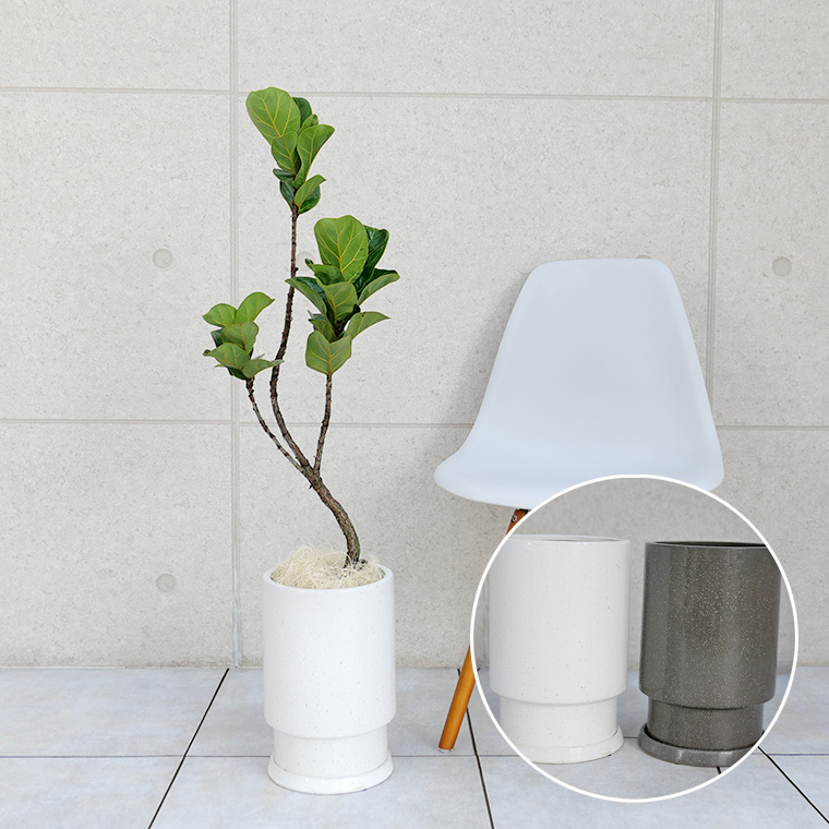 カシワバゴム 陶器鉢植え・Mサイズ(フロウ/トール)