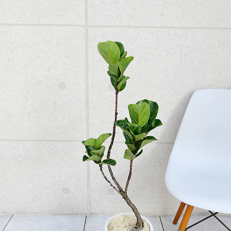 カシワバゴム 陶器鉢植え・Mサイズ(フロウ/トール)