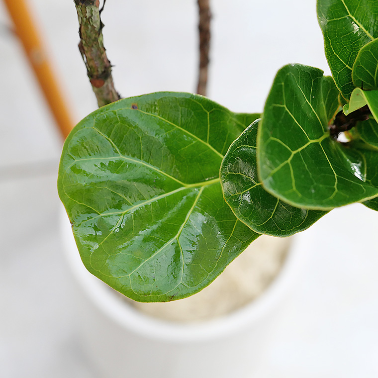 カシワバゴム 陶器鉢植え・Mサイズ(フロウ/トール)