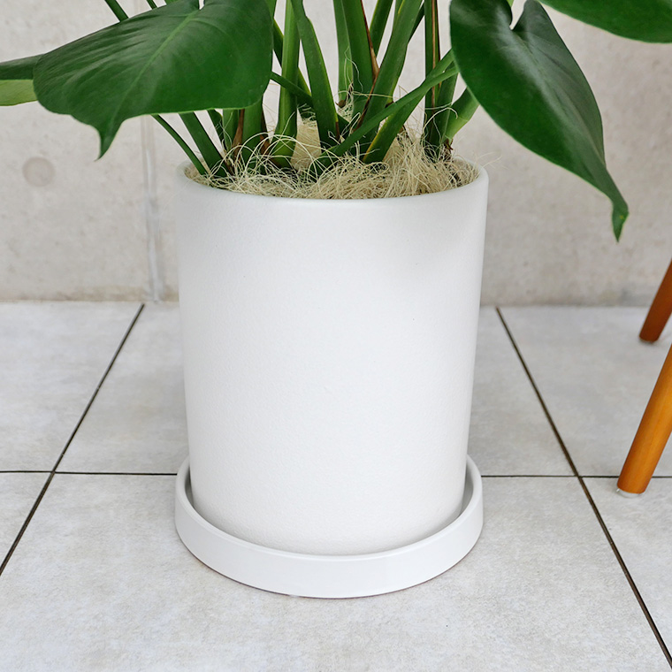 モンステラ 陶器鉢植え・Mサイズ(マットシリーズ/シリンダー)