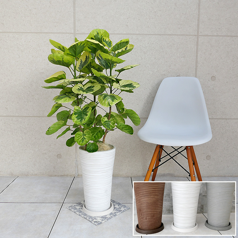 ポリシャス フリスビー キラメキ 樹脂製鉢植え 12ah22 観葉植物と植木鉢の専門店cocolate