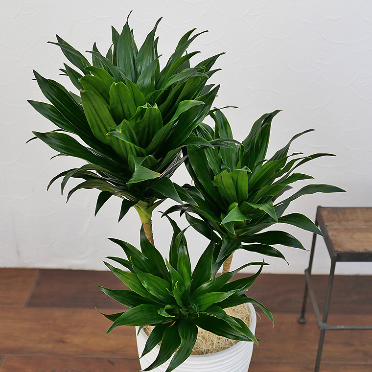 ドラセナ・コンパクタ 樹脂製鉢植え(12A20)