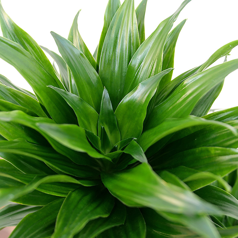 ドラセナ・コンパクタ 樹脂製鉢植え(12A20)