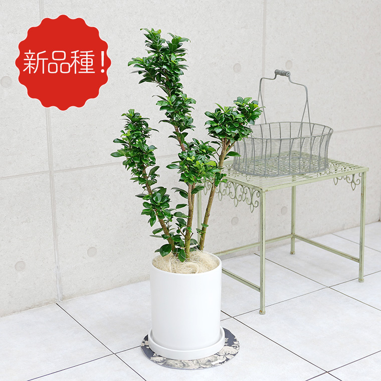フィカス・ベビーリーフ 陶器鉢植え・Mサイズ(マットシリーズ/シリンダー)