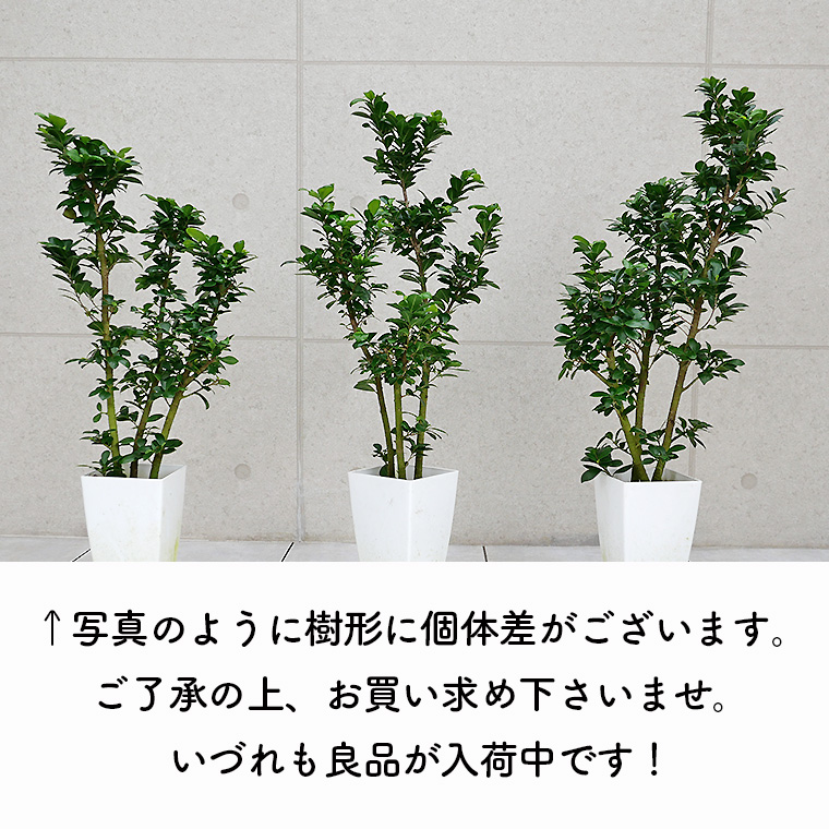 フィカス・ベビーリーフ 個体差の写真