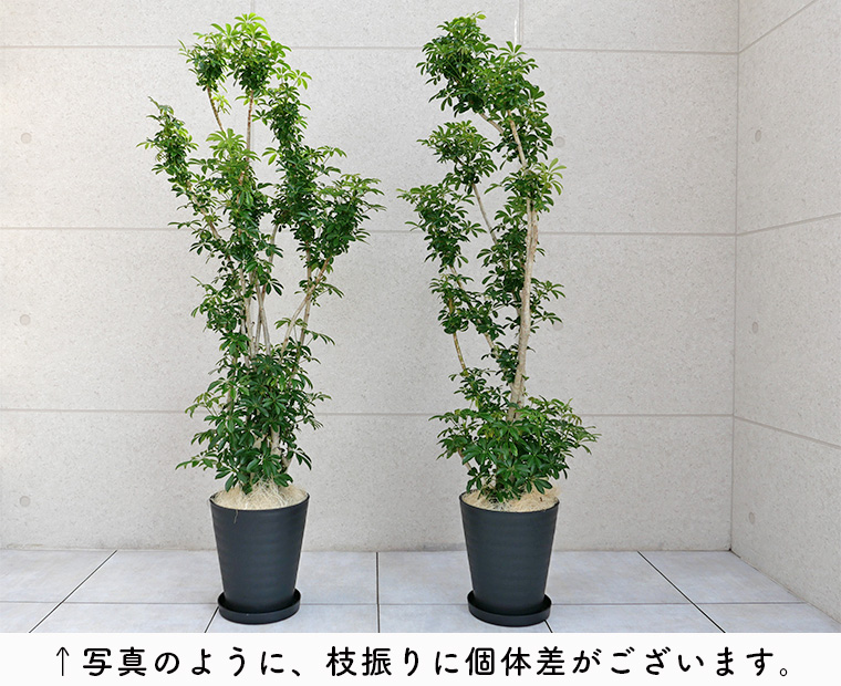 シェフレラ・コンパクタ 10号セラート鉢 個体差の写真