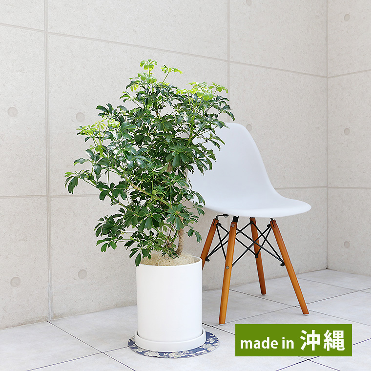 シェフレラ・レナータ(金魚葉ホンコン) 陶器鉢植え・Mサイズ(マットシリーズ/シリンダー)
