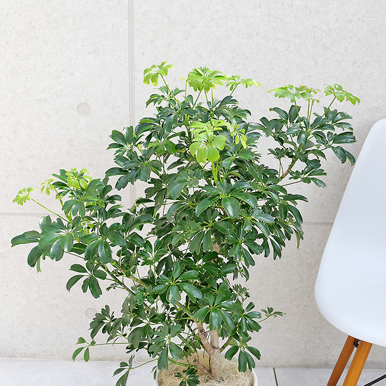 シェフレラ・レナータ(金魚葉ホンコン) 陶器鉢植え・Mサイズ(マットシリーズ/シリンダー)