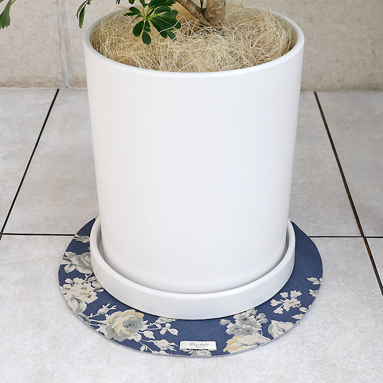 シェフレラ・レナータ(金魚葉ホンコン) 陶器鉢植え・Mサイズ(マットシリーズ/シリンダー)
