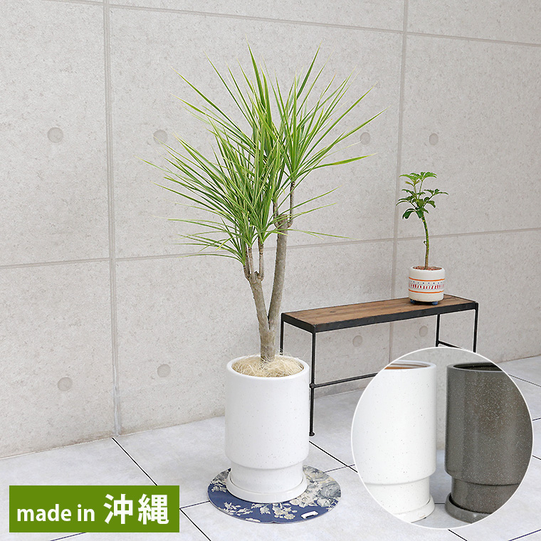ドラセナ・コンシンネ ホワイボリー 陶器鉢植え・Mサイズ(フロウ/トール)