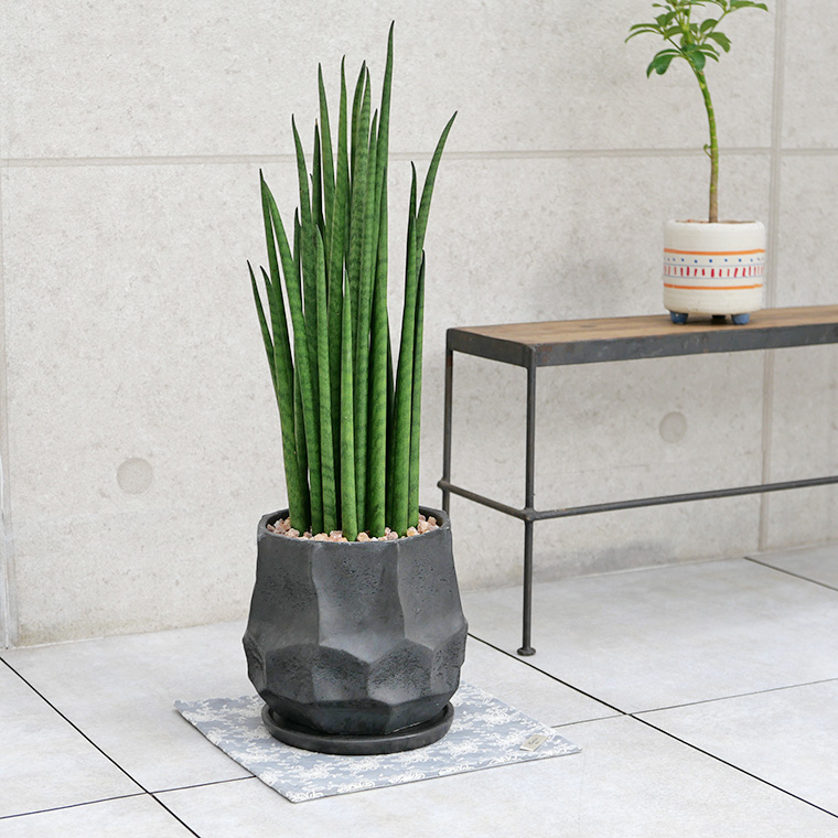 サンスベリア・バキュラリス(ミカド) 陶器鉢植え(カルストシリーズ)