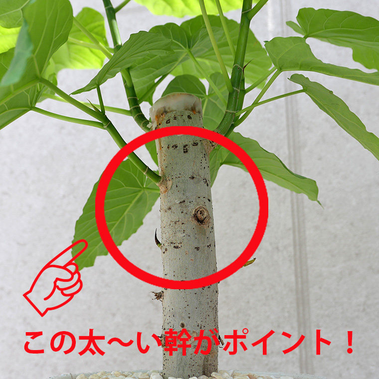 フィカス・ウンベラータ 幹の写真