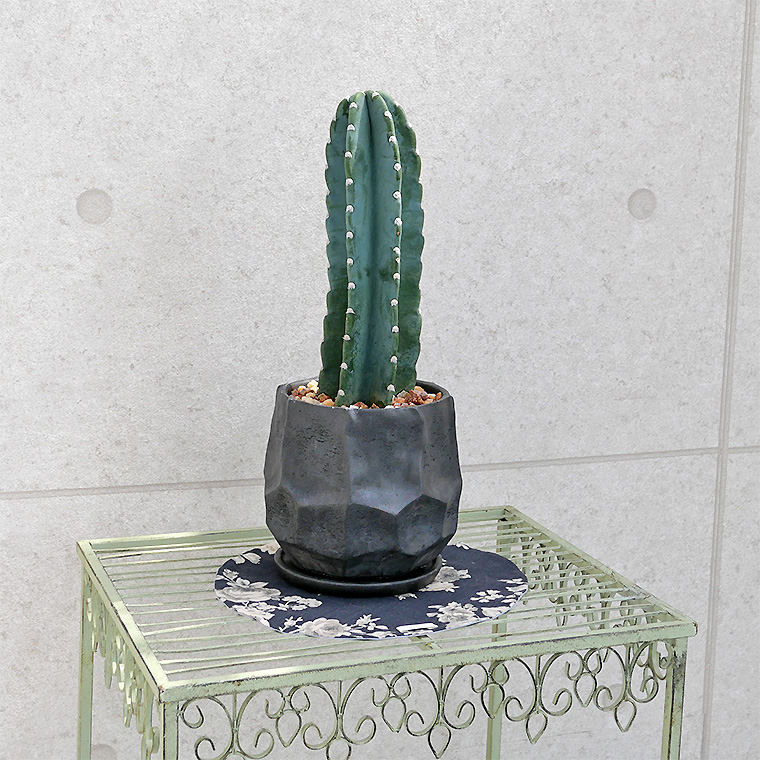 ハシラサボテン 陶器鉢植え(カルストシリーズ)