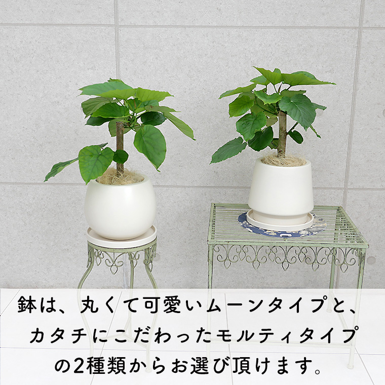 フィカス・ウンベラータ 陶器鉢のタイプ