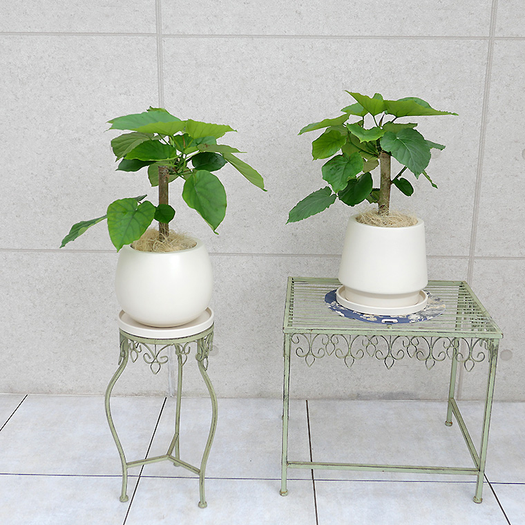フィカス ウンベラータ 陶器鉢植え Mサイズ 観葉植物と植木鉢の専門店cocolate フィカス ウンベラータ 陶器鉢植え Mサイズ 観葉植物と植木鉢の専門店cocolate
