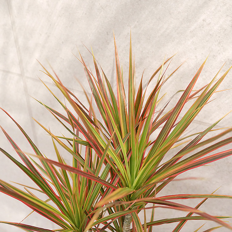 ドラセナ コンシンネ レインボー 陶器鉢植え Mサイズ マットシリーズ シェッド 観葉植物と植木鉢の専門店cocolate ドラセナ コンシンネ レインボー 陶器鉢植え Mサイズ マットシリーズ シェッド 観葉植物と植木鉢の専門店cocolate