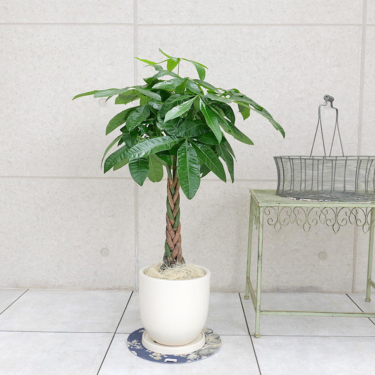 パキラ 陶器鉢植え・Mサイズ(マットシリーズ/シェッド)