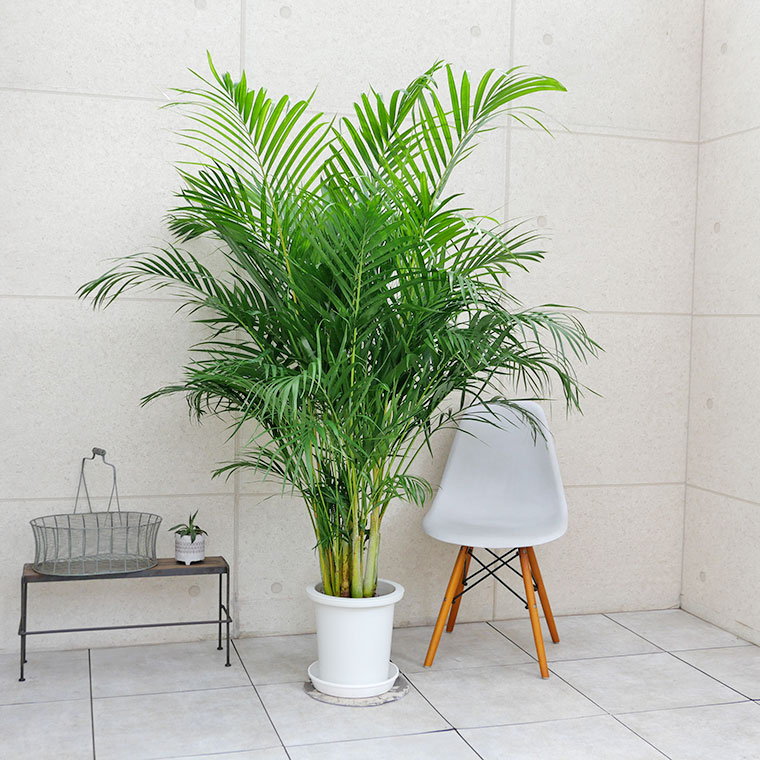スーパーアレカヤシ 10号鉢 観葉植物と植木鉢の専門店cocolate