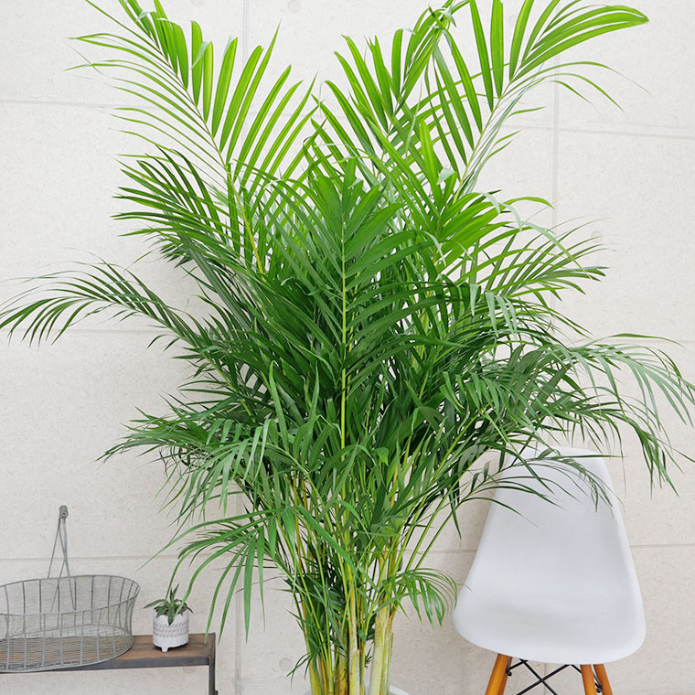 アレカヤシ 観葉植物「アレカヤシ」10号白カバー | 法人企業様への胡蝶蘭