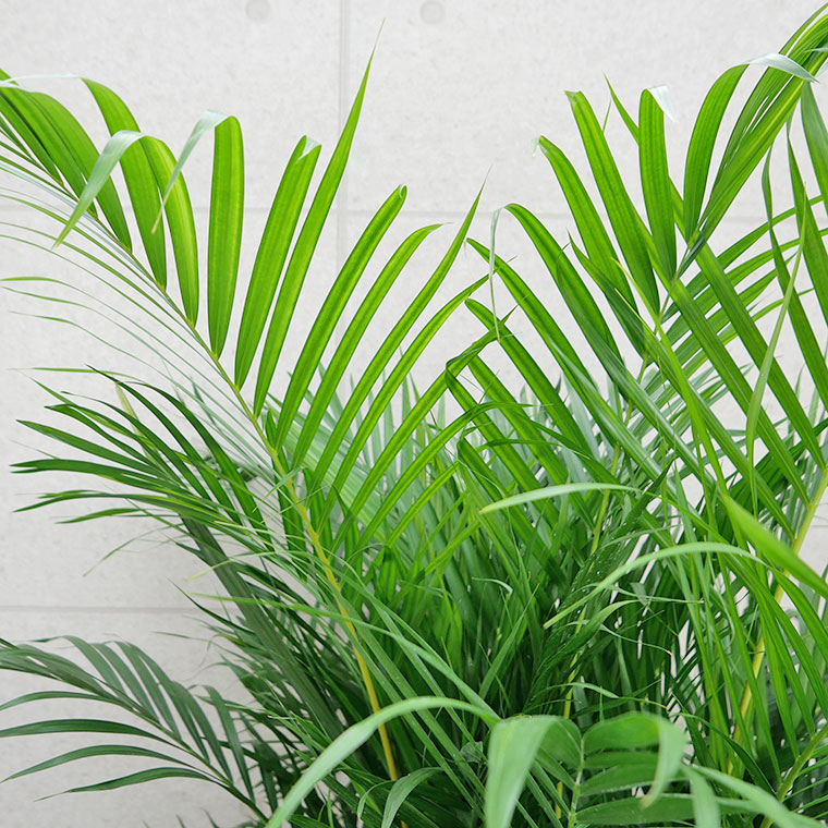 【おすすめ】鹿児島産 スーパーアレカヤシ Lサイズ 観葉植物 calm cafe スーパーアレカ アレカヤシ 観葉植物 大型 室内 calm cafe おすすめ