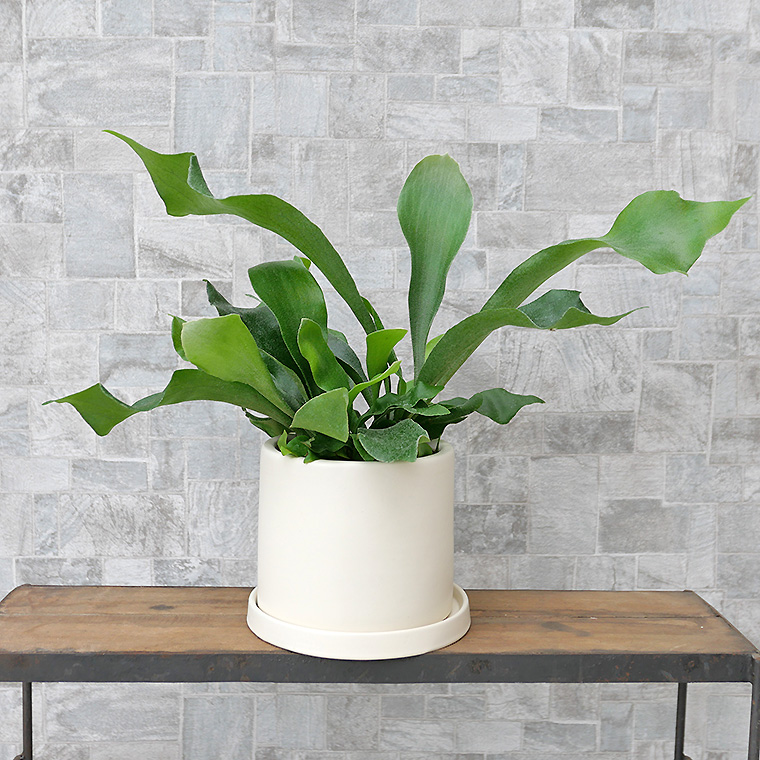 コウモリラン・ネザーランド 陶器鉢植え・Mサイズ(マットシリーズ/シリンダー)