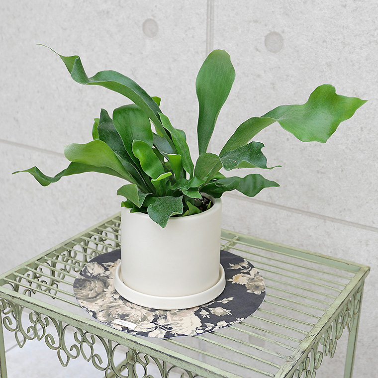 コウモリラン・ネザーランド 陶器鉢植え・Mサイズ(マットシリーズ/シリンダー)
