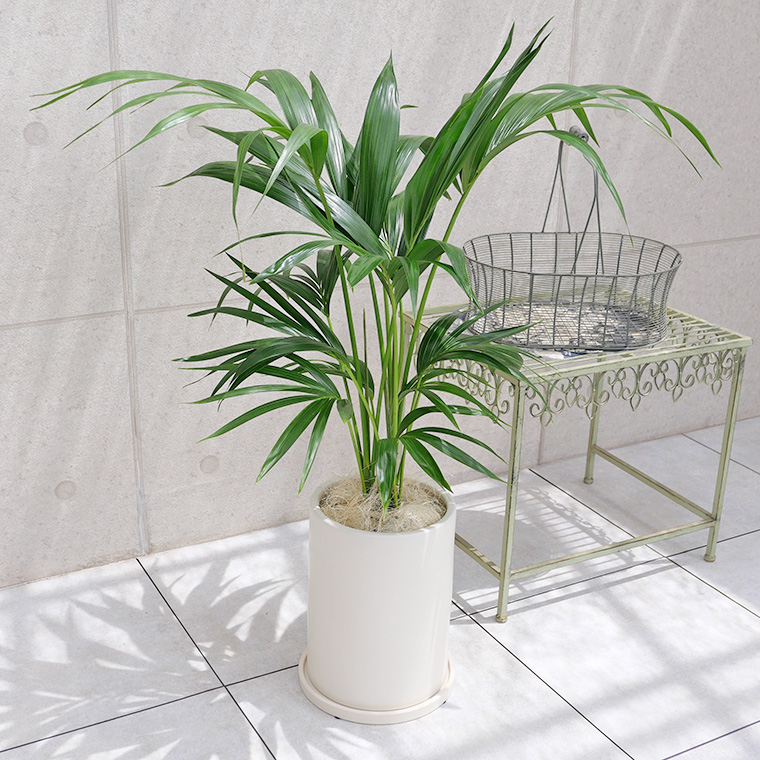 ケンチャヤシ 陶器鉢植え(マットシリーズ/ロングシリンダー)