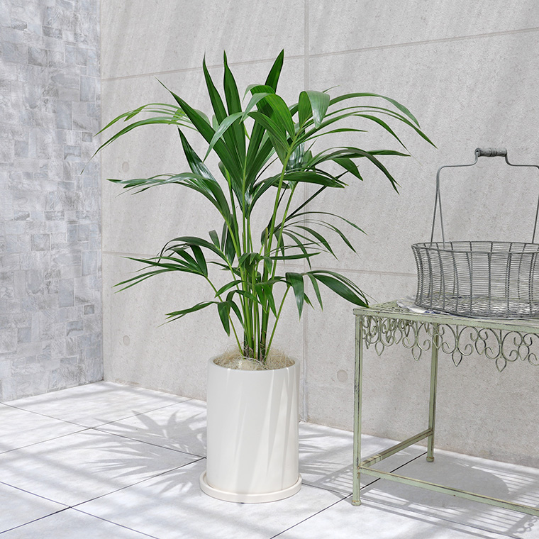 ケンチャヤシ 陶器鉢植え(マットシリーズ/ロングシリンダー)