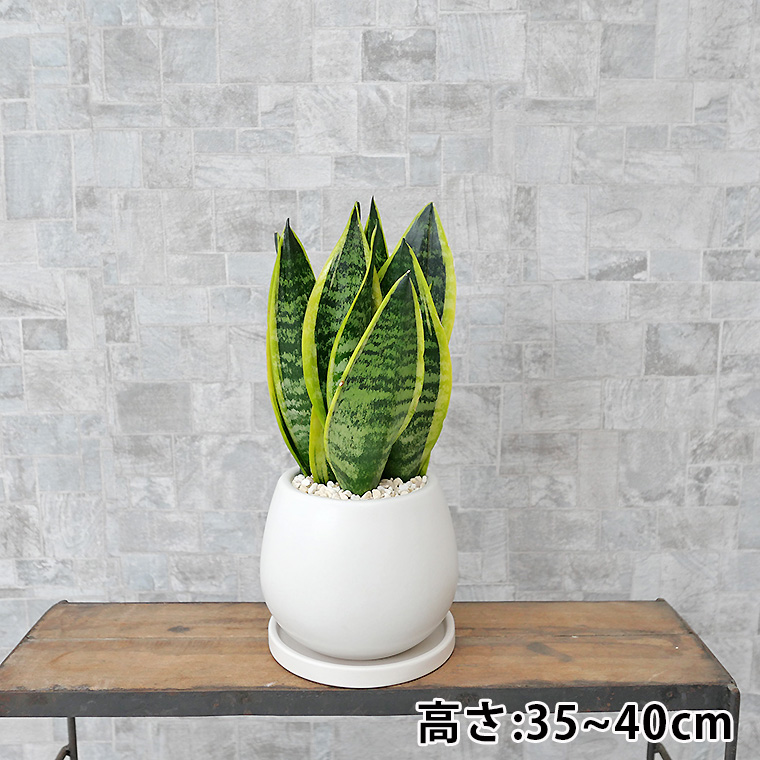 サンスベリア・スパーバ 陶器鉢植え・Sサイズ(マットシリーズ/ムーン)