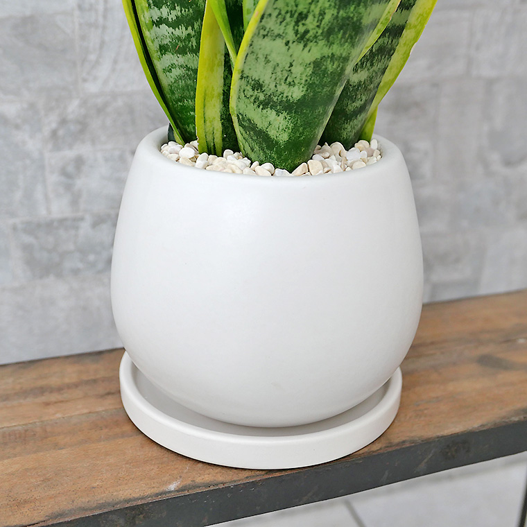 サンスベリア・スパーバ 陶器鉢植え・Sサイズ(マットシリーズ/ムーン)