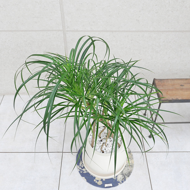 姫タコノキ(パンダナス)-001 陶器鉢植え・Mサイズ(マットシリーズ/ムーン)