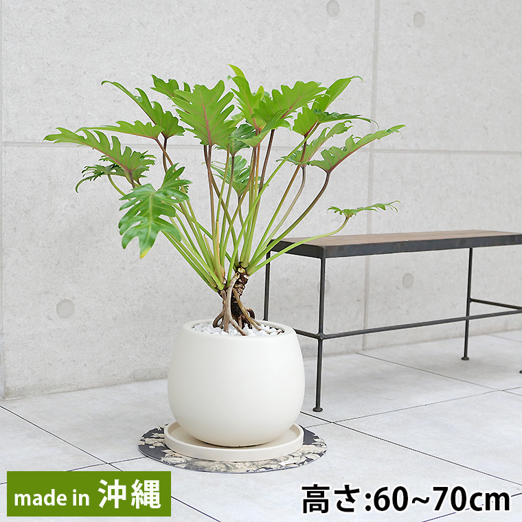 クッカバラ フィロデンドロン ゴールデンザナドゥー 陶器鉢植え Mサイズ マットシリーズ ムーン 観葉植物と植木鉢の専門店cocolate クッカバラ フィロデンドロン ゴールデンザナドゥー 陶器鉢植え Mサイズ マットシリーズ ムーン 観葉植物と植木鉢の専門店cocolate