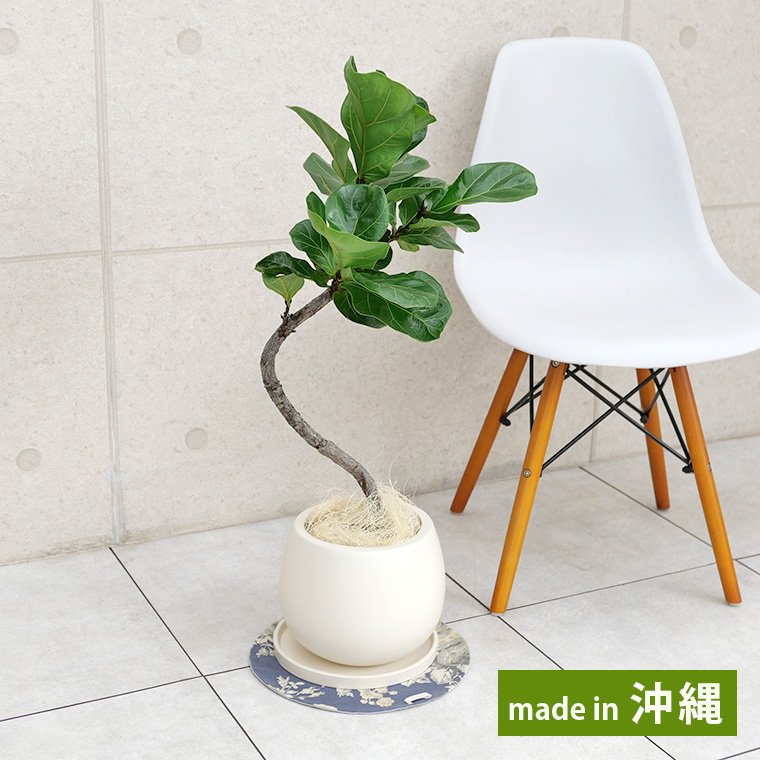 カシワバゴム 陶器鉢植え・Mサイズ(マットシリーズ/ムーン)