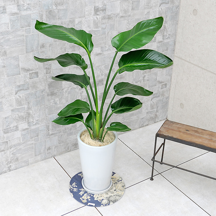 オーガスタ 陶器鉢植え・Mサイズ(ラウンド)