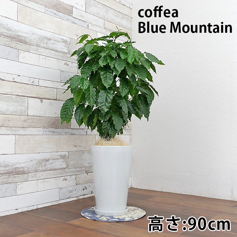 コーヒー　陶器鉢植え・Mサイズ（ラウンド） 