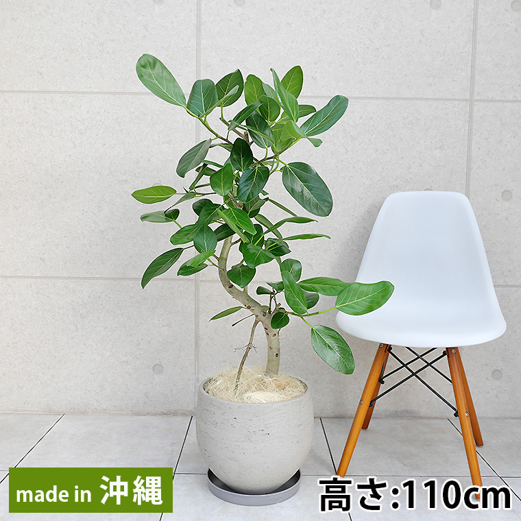 フィカス・ベンガレンシス ファイバーセメント製鉢植え