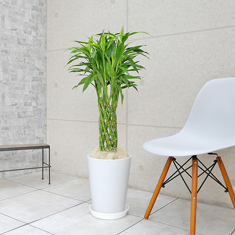 ミリオンバンブー 陶器鉢植え・Lサイズ(ラウンド)
