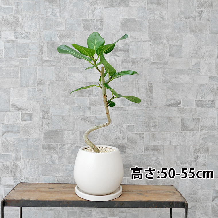 フィカス・ベンガレンシス らせん仕立て 陶器鉢植え・Sサイズ(マットシリーズ/ムーン)