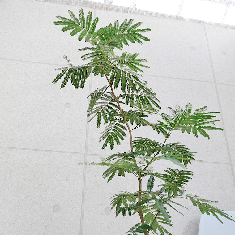 ネムノキ・エバーフレッシュ　樹形の写真