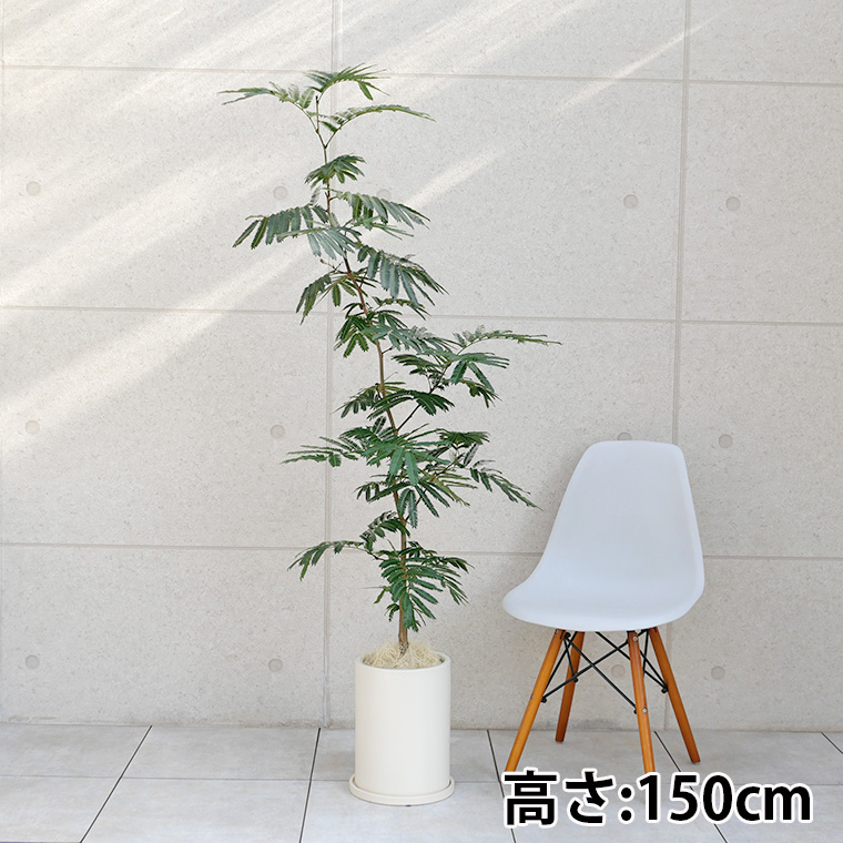 ネムノキ・エバーフレッシュ 陶器鉢植え(マットシリーズ/ロングシリンダー)
