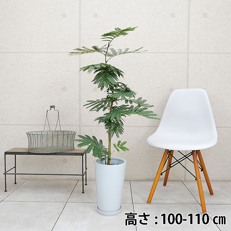 ネムノキ・エバーフレッシュ　陶器鉢植え・Mサイズ（ラウンド）