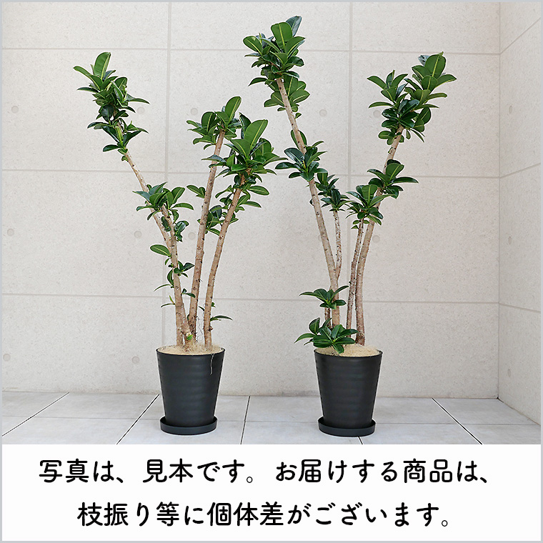アポロゴム(フィカス・アポロ) 10号セラート鉢 個体差の写真