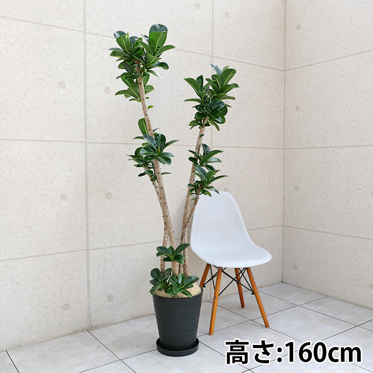 アポロゴム(フィカス・アポロ) 10号セラート鉢