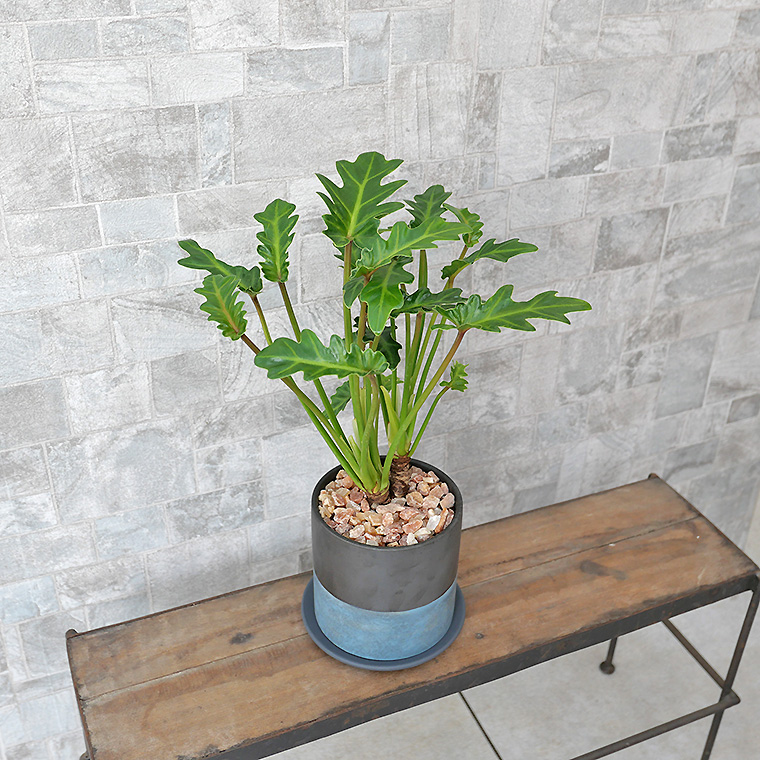 クッカバラ(フィロデンドロン・ザナドゥー) 陶器鉢植え・Mサイズ