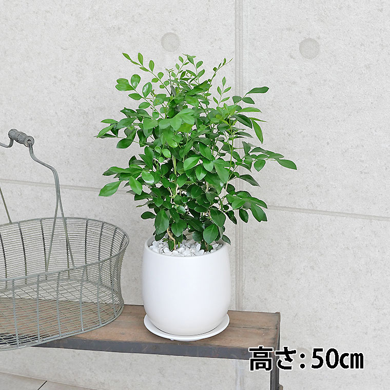 シルクジャスミン 陶器鉢植え・Mサイズ(マットシリーズ/ボール)