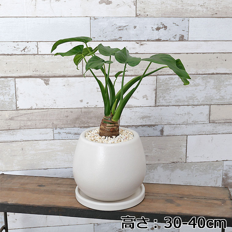 シマクワズイモ 陶器鉢植え・Sサイズ(マットシリーズ/ムーン)
