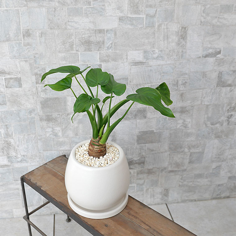 シマクワズイモ 陶器鉢植え・Sサイズ(マットシリーズ/ムーン)